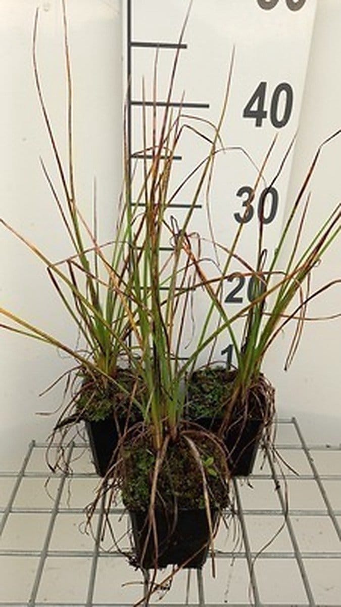 6x Vuurpijl - Kniphofia hybr. 'Nancy Red' | 9x9 cm pot