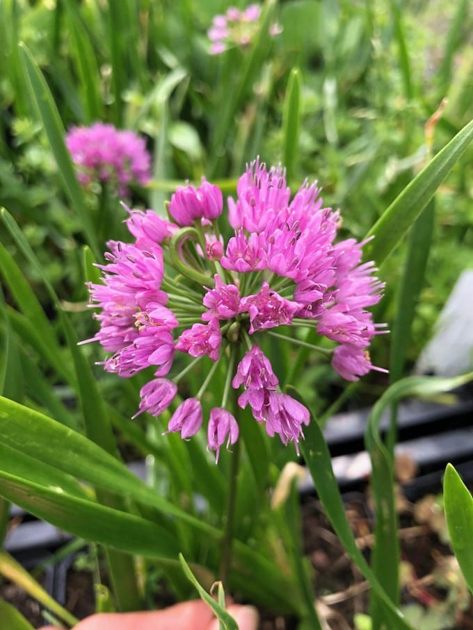 6 x Allium 'Millenium' - Sierui - P9 Pot (9 x 9cm) - Dima Vaste Planten