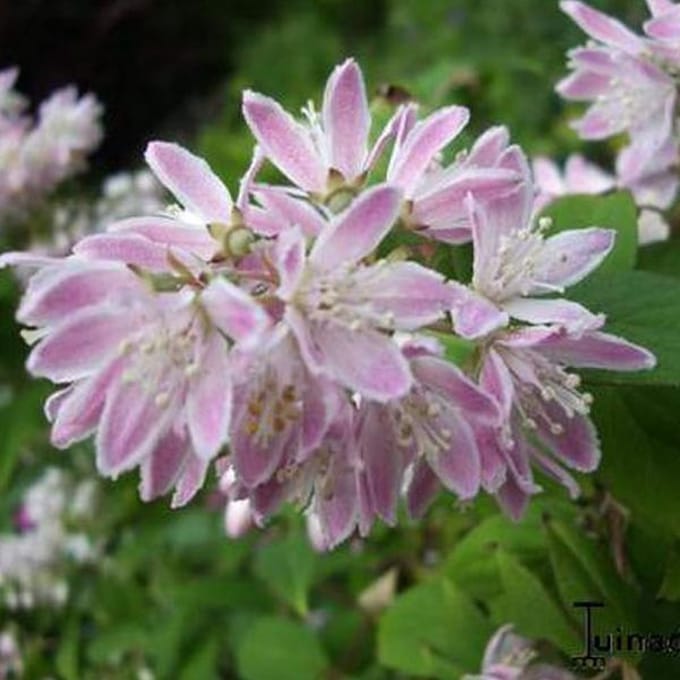 Deutzia Rosea 'Campanulata' - Bruidsbloem 40-60 cm in pot