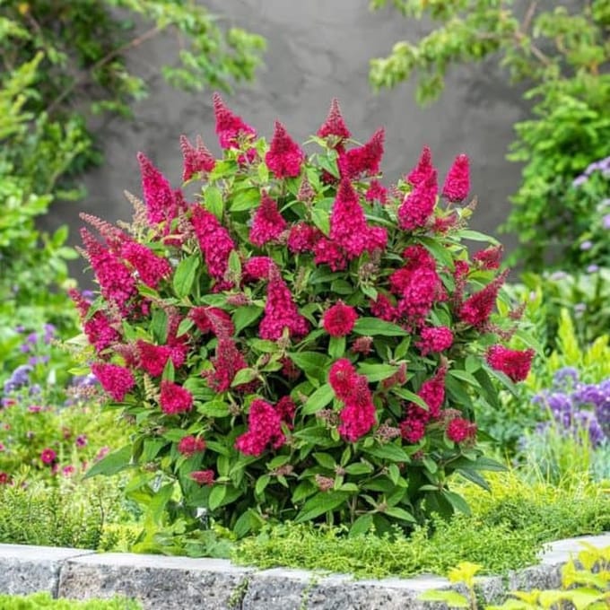Buddleja d. Candy Little Ruby – Set van 2 - Dwergvlinderstruik - Pot 3 liter - Bloem Rood Roze