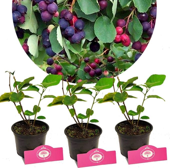Set van 3 Krentenboompjes - Amelanchier alnifolia 'Sleyt' - Hoogte 25cm - 12cm pot