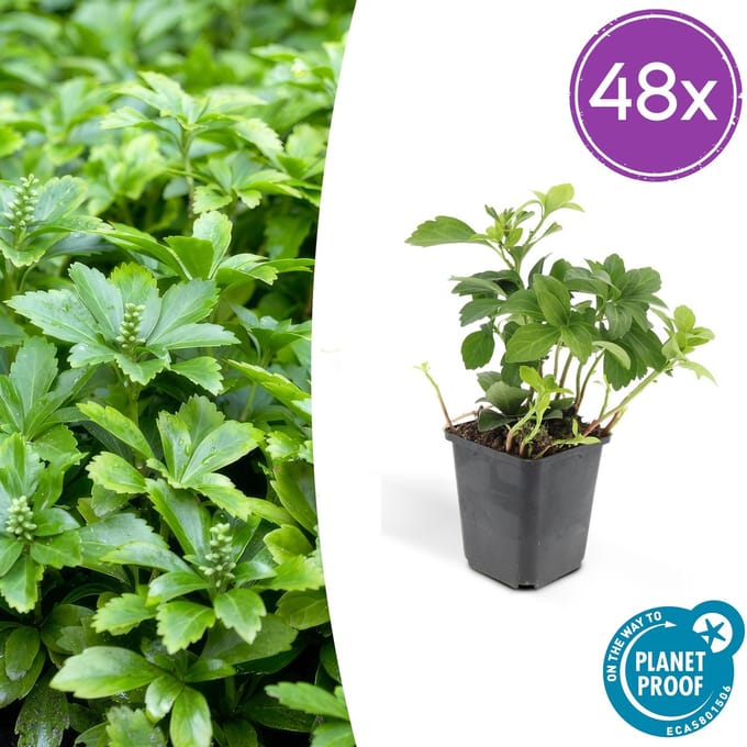 Pachysandra term. Green Carpet, bodembedekker, kleur wit, 25cm - Ø9cm - 48x