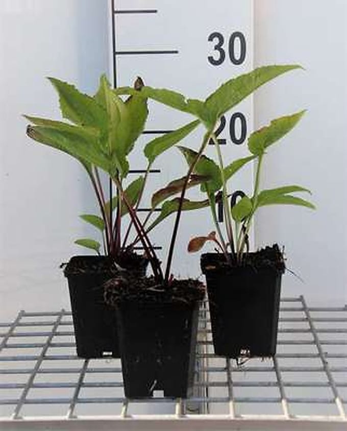 6x Zonnehoed - Echinacea purp. Leuchtstern" | pot 9 x 9 cm