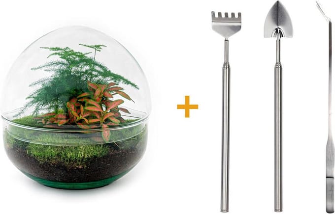 Doe-het-zelf plantenterrarium - Dome Red - Hoogte 20 cm - Inclusief Hark, Schep, Pincet