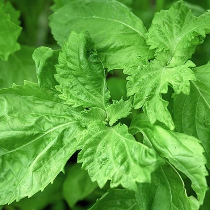 Kruiden zaden - Japanse Basilicum groen (Shiso, Perilla)