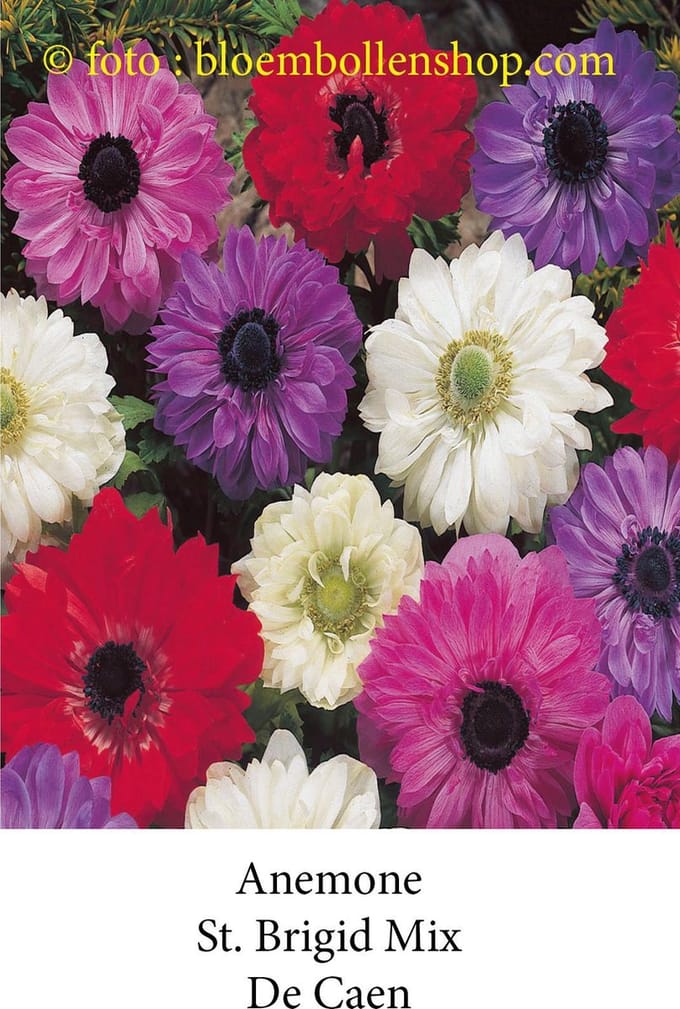 anemone ST Brigid Mix 50 bollen maat 8/+