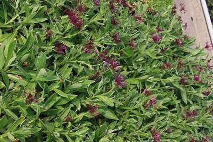 6x Korenbloem - Centaurea mont. 'Amethyst Dream'® | 9x9 cm pot