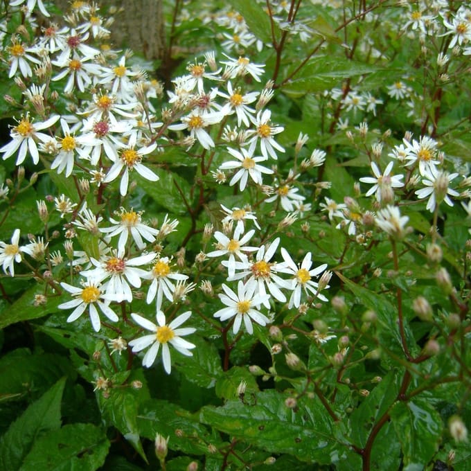 6 x Aster Divaricatus - Aster pot 9x9 cm