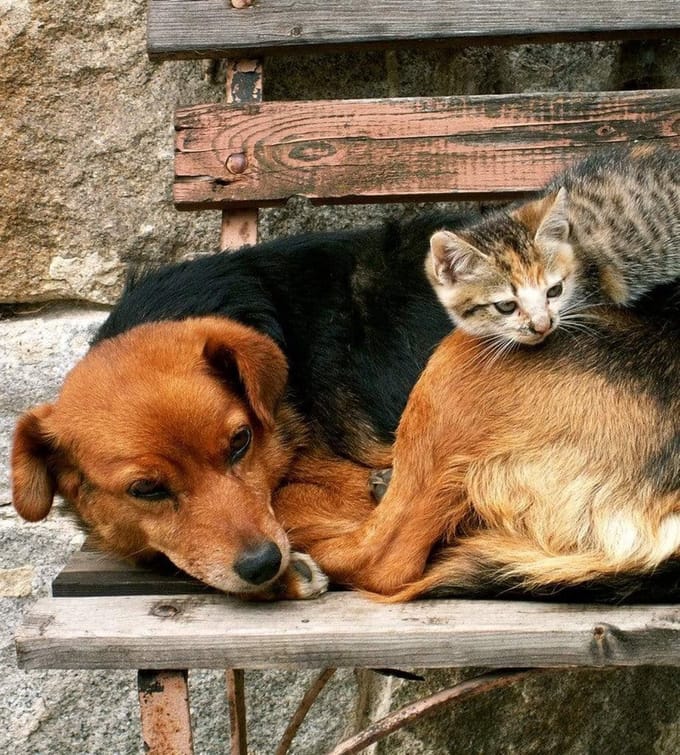 Fotobehang - Cat and Dog 225x250cm - Vliesbehang