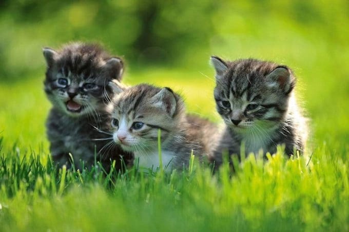 Fotobehang - Kittens 375x250cm - Vliesbehang
