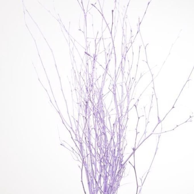 10x Tk betula milka 70cm