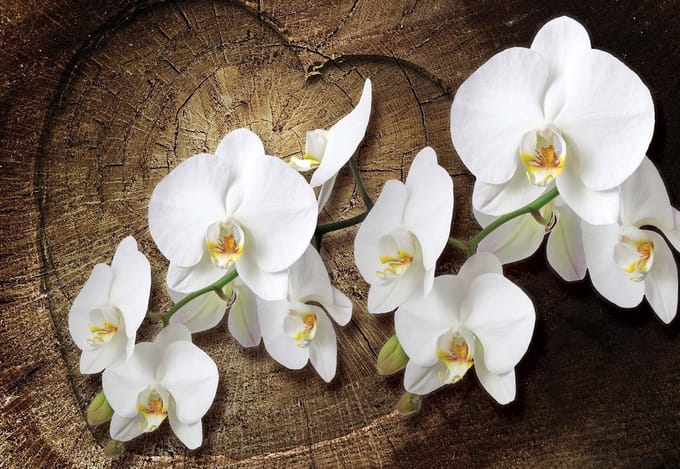Fotobehang Flowers  | XL - 208cm x 146cm | 130g/m2 Vlies