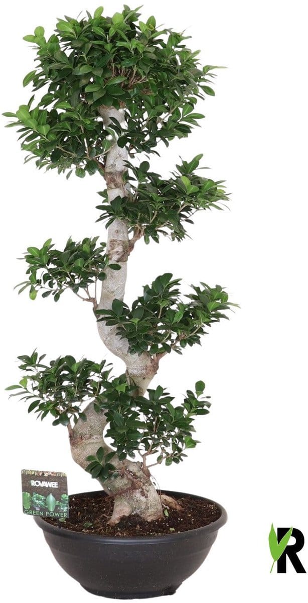 Ficus Microcarpa S-type 140 cm – Kamerplant – Vers Van De Kweker – Potmaat Ø50 cm