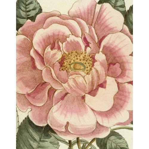 John Derian Picture Book Ii - John Derian