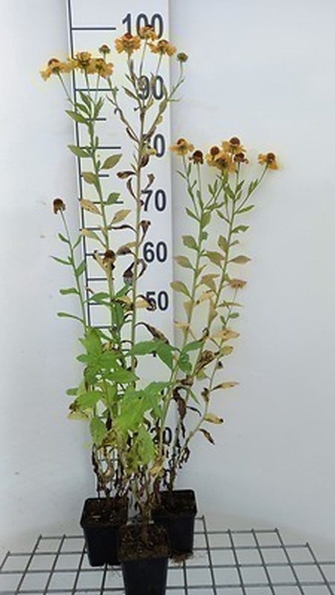 6x Zonnekruid - Helenium hybr. 'Goldrausch' | 9x9 cm pot