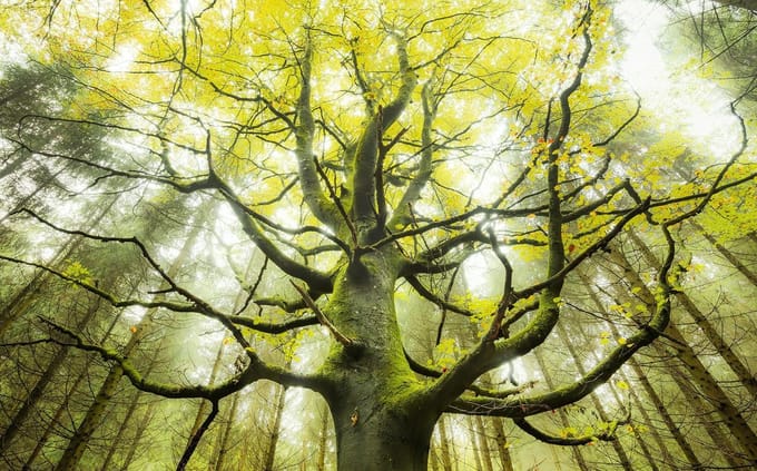 Der Traumbaum Fotobehang Der Traumbaum - Groen - 2,80m X 450cm