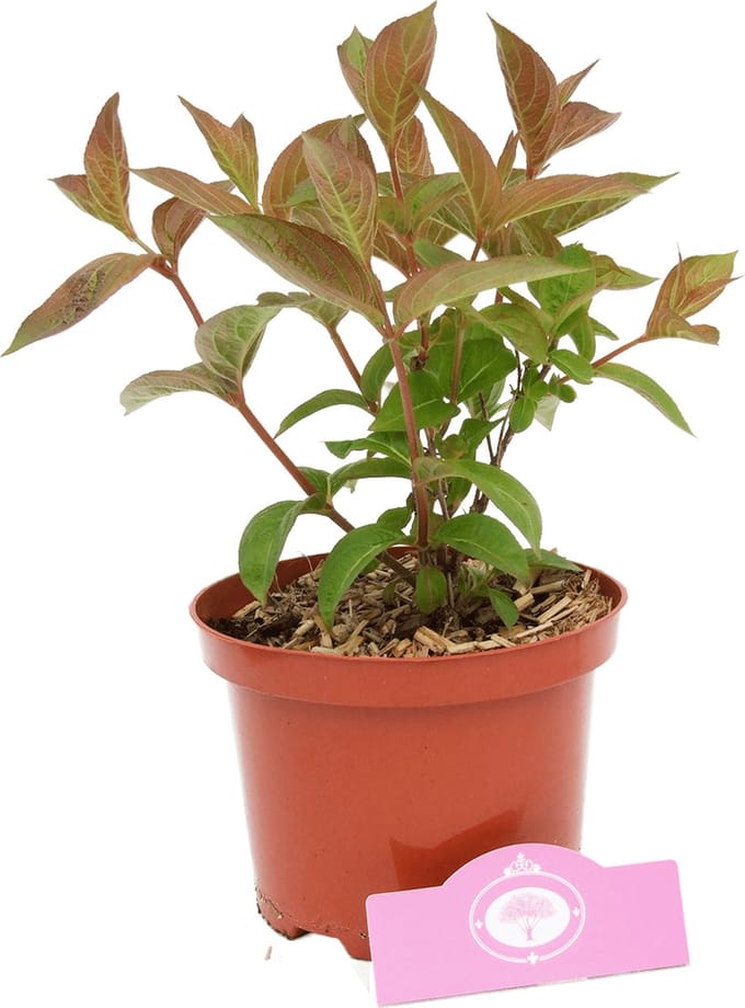Weigela 'Wings of Fire' rood blad, 2 liter pot