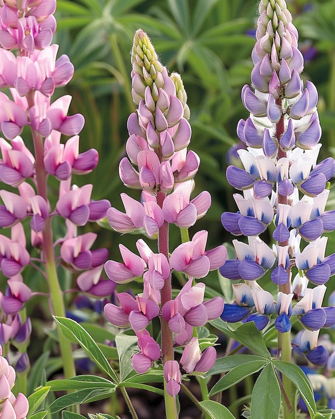 2 sets - Lupine Zaden Gemengd Lupinus Hartwegii Eenjarig