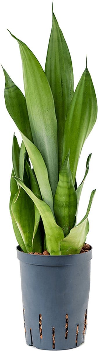 Hydroplant Sansevieria Trifasciata Moonshine