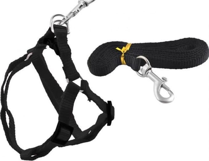 Kitten/ Kattentuigje inclusief loopband – Zwart