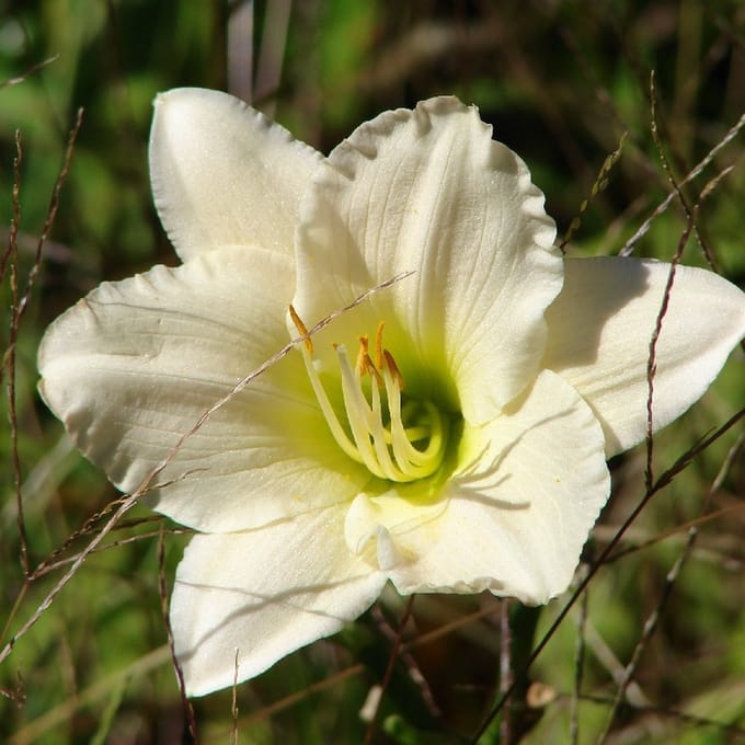 6x Daglelie - Hemerocallis ‘Light The Way’ - Pot 9x9cm