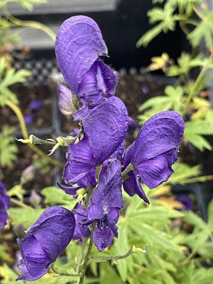 6x Monnikskap - Aconitum napellus | 9x9 cm pot