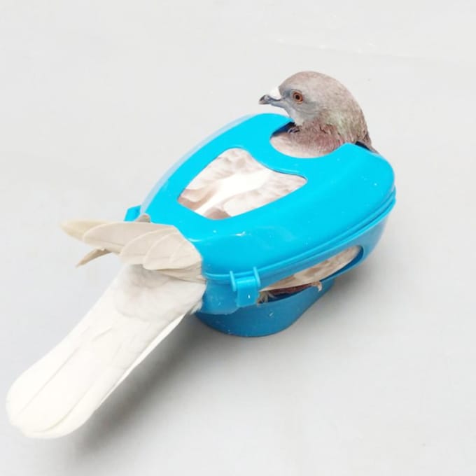 Plastic Duivenhouder voor Injectievoeding Vaste Montage Vogelbenodigdheid(blauw) blauw