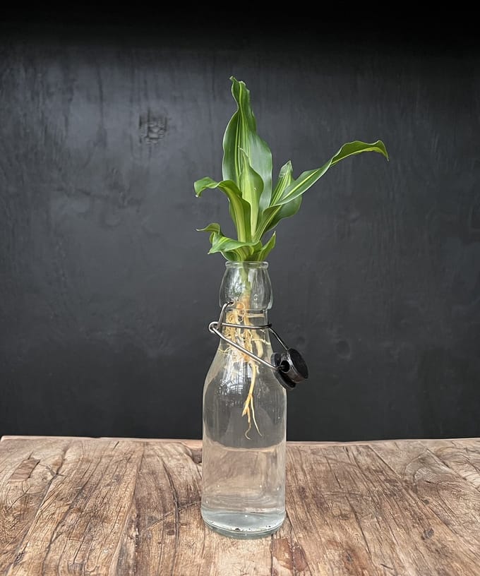Lofe Ann transparant | Hydroponie | Zwarte dop en Dracaena stek