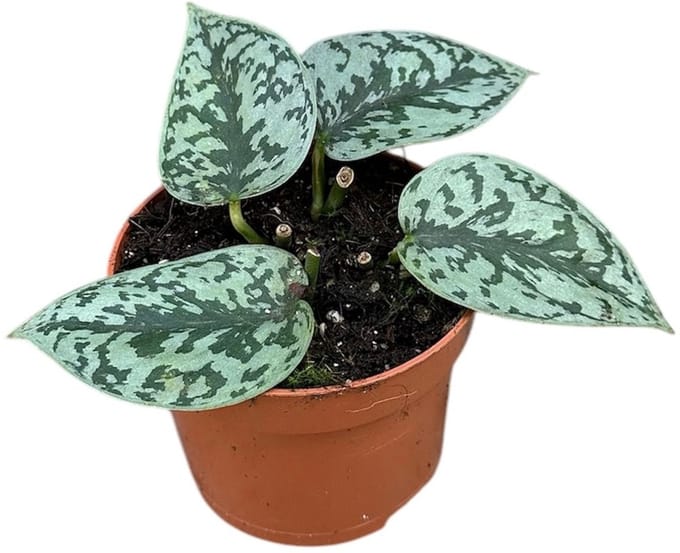 Scindapsus Silver Lady Kamerplant Potmaat Ø10,5 cm |Vers Van De Kweker