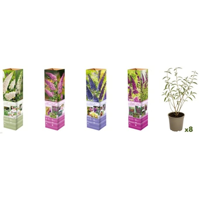 Buddleja Davidii planten: 3 / Wit