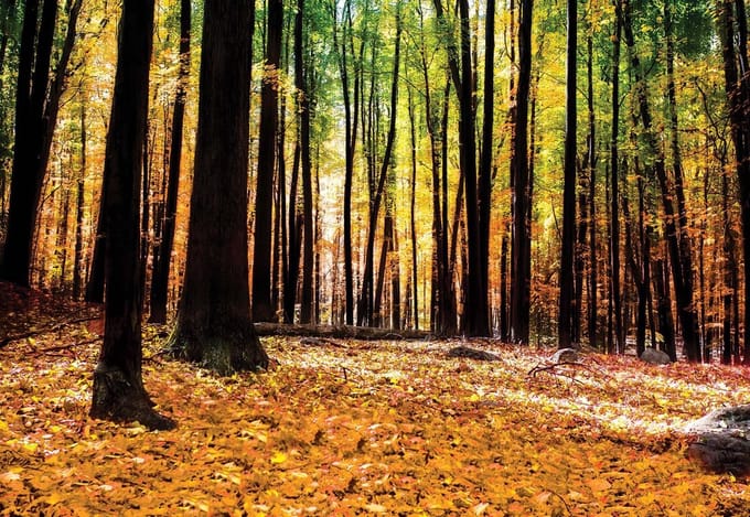Fotobehang Forest Woods | XL - 208cm x 146cm | 130g/m2 Vlies
