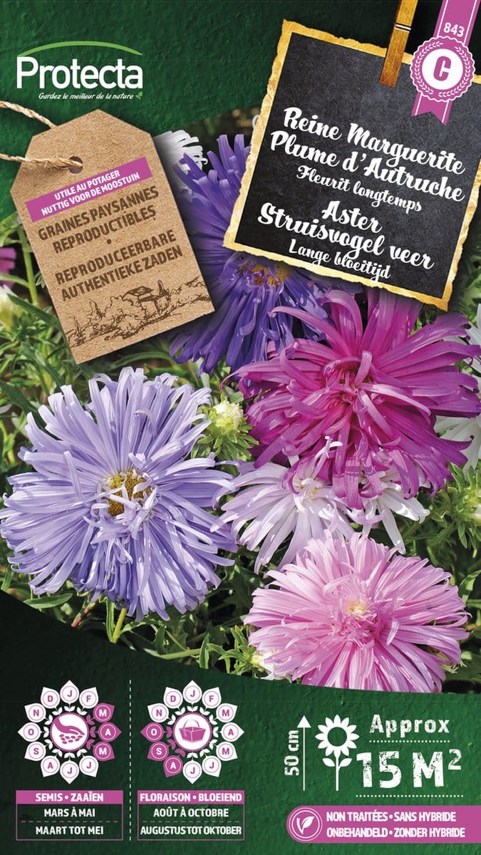 Protecta Bloemen zaden: Aster Struisveder gemengd
