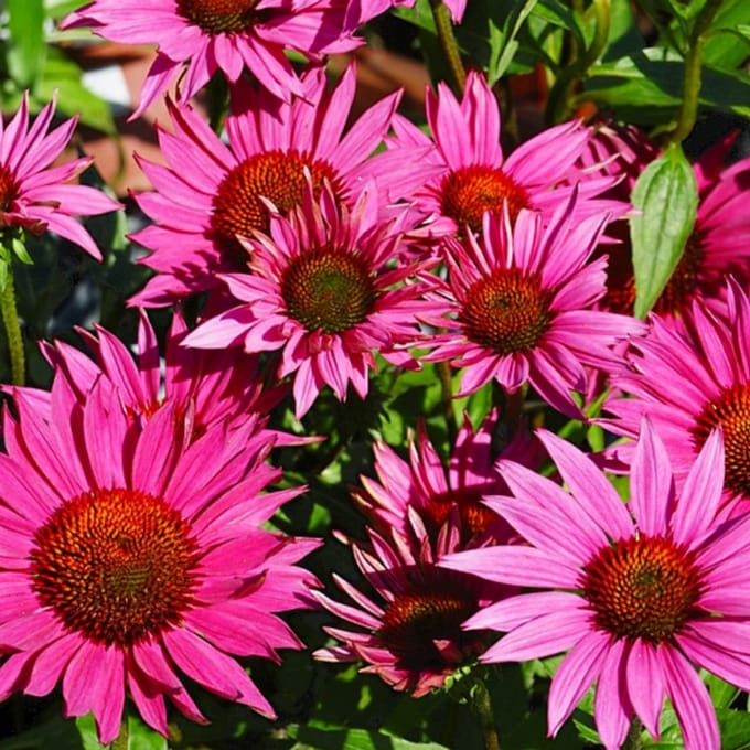 6x Echinacea purpurea 'J.s. Roho'® Pot 9x9cm - Prachtige bloem voor in de tuin