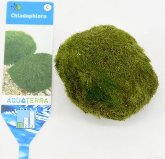 Mosballen XL 5 CM per 3 stuks
