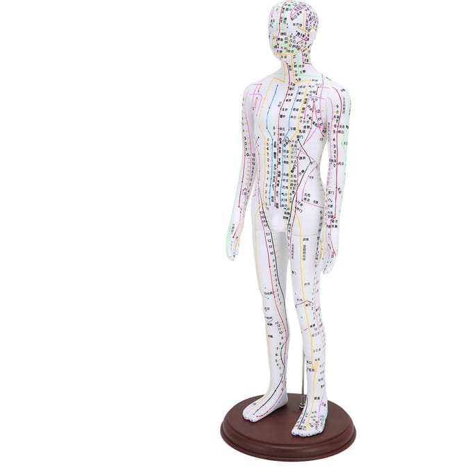 60cm acupunctuurmodel menselijk acupunctuurmeridianenmodel met basis acupunctuurnaaldenset white