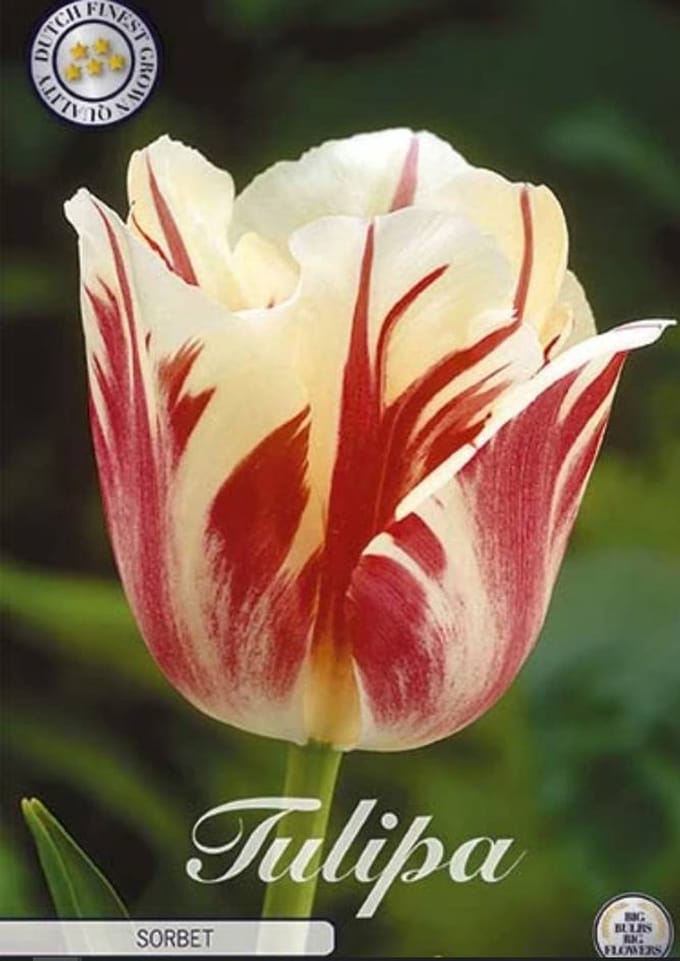 World Expression Single late Tulpenbollen 7 Stuks Bolmaat 12+