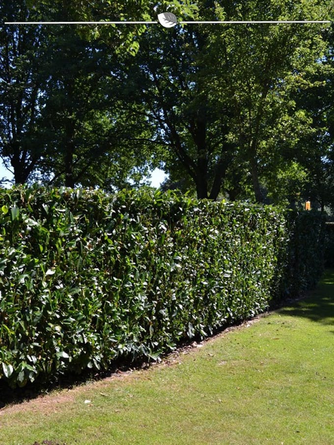 Laurier Prunus Herbergii 140-160 cm, 50x Haagplant