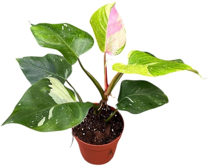 Philodendron Fresh Aurea Tricolor - Kamerplant - Potmaat Ø14 cm