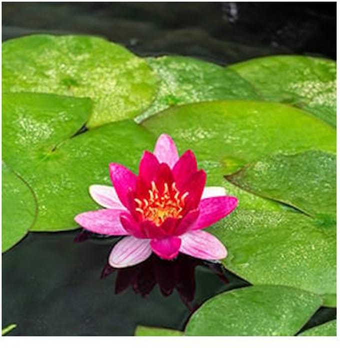 Moerings Nymphaea Pygmea Rubra | Waterlelie | In 3L Mand