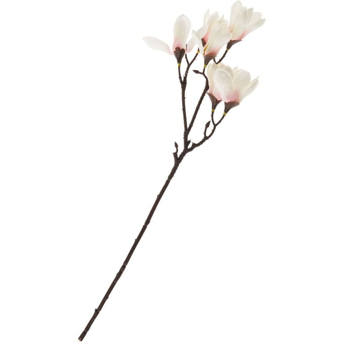 Magnolia pluk met 6 bloemen