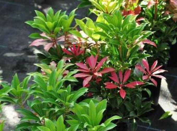 Pieris jap. 'Mountain Fire' - Rotsheide 'Mountain Fire' , Lavendelheide 20- 30 cm in pot