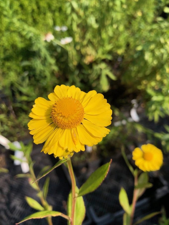 6 x Helenium 'Kanaria' - Zonnekruid - P9 Pot (9 x 9cm) - Dima Vaste Planten