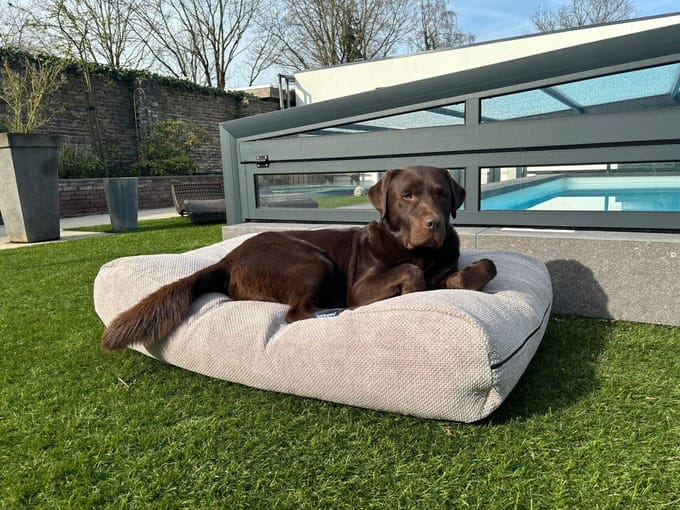 Dog's Companion - Hondenkussen / Hondenbed soft feather light grey - S - 70x50cm