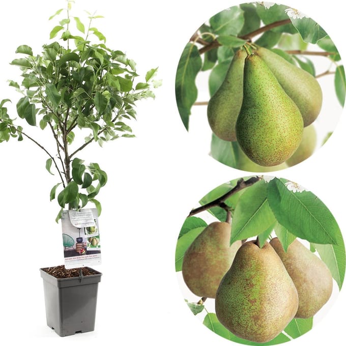 Pyrus communis Duo-Peer | 2 peren op 1 stam | patio