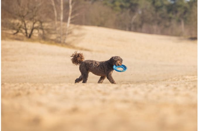 Beeztees Foam Frisbee - Blauw