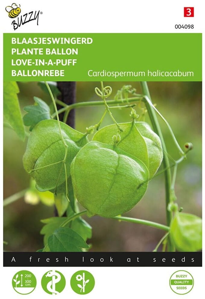 Blaasjeswingerd (Cardiospermum halicacabum)