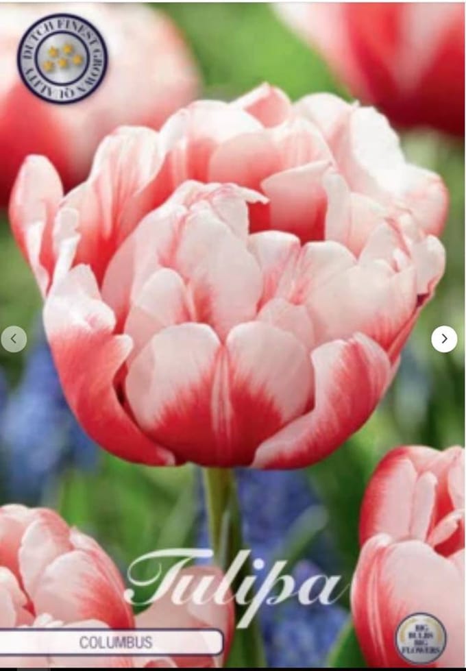 Dutch Finest Quality bloembollen Tulpen Tulp Double Early Columbus x7 12/+s