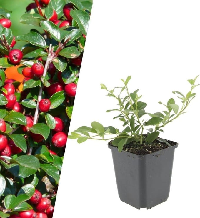 Dwergmispel Planten - Bodembedekker Struiken - Tuin Opvullen - Winterhard Meerjarig - 12 Stuks - Groen