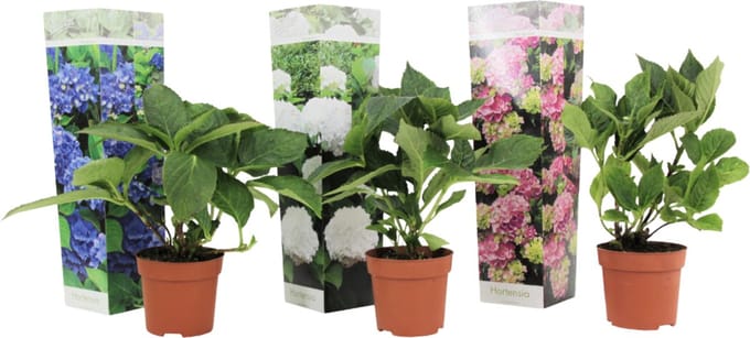 Plant in a Box - Mix van 3 Hydrangea macroph. - Hortensia mix - pot 9cm - Hoogte 25-40cm