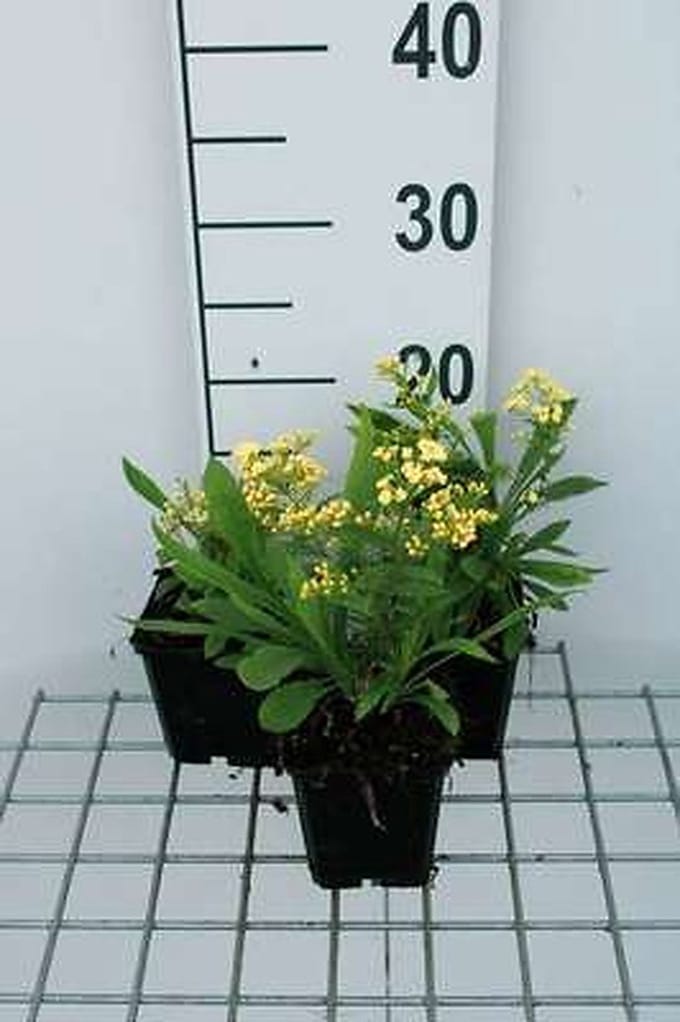 6x Solidaster - Solidaster luteus 'Lemore' | 9x9 cm pot
